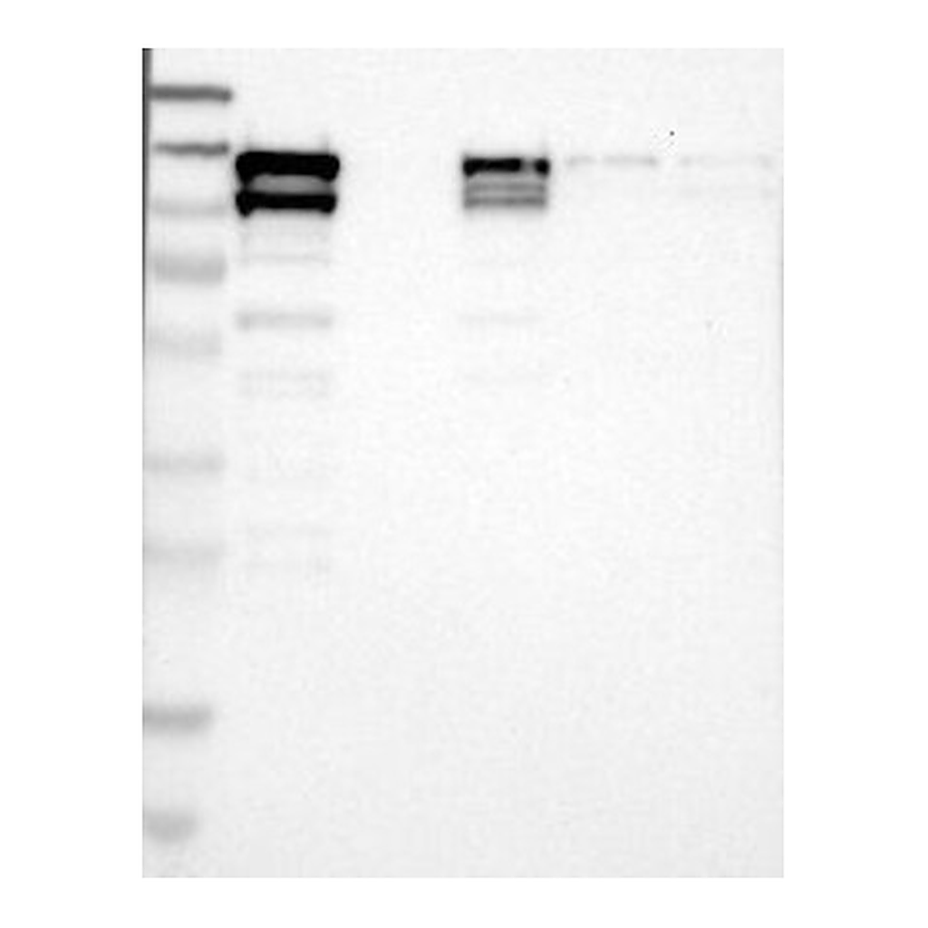 Atlas Antibodies Anti-NEDD9 Antibody