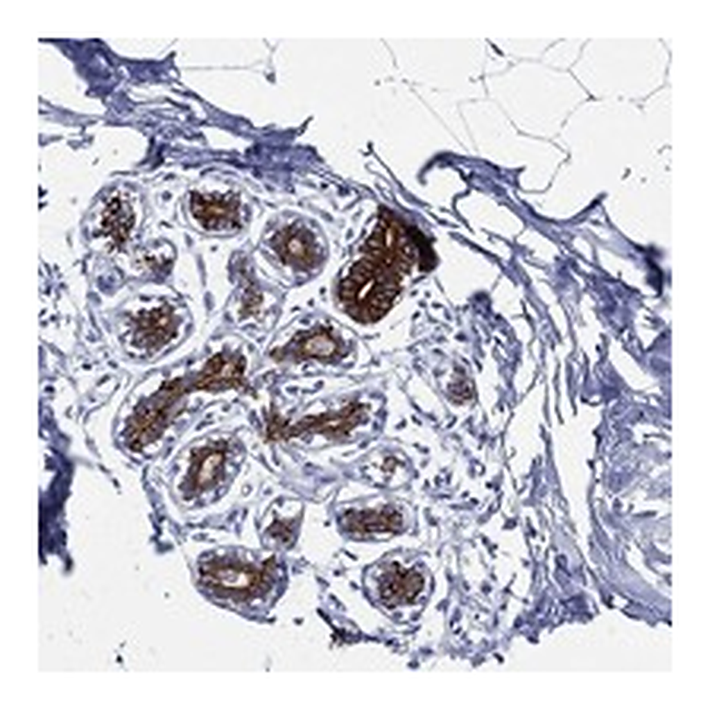 Atlas Antibodies Anti-NEDD9 Antibody