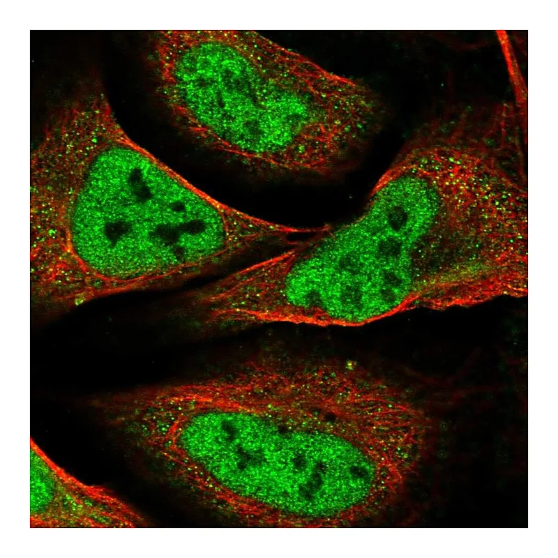 Atlas Antibodies Anti-NELFA Antibody