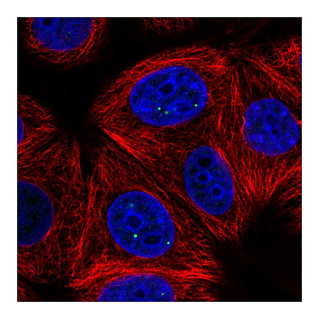 Atlas Antibodies Anti-NELFCD Antibody