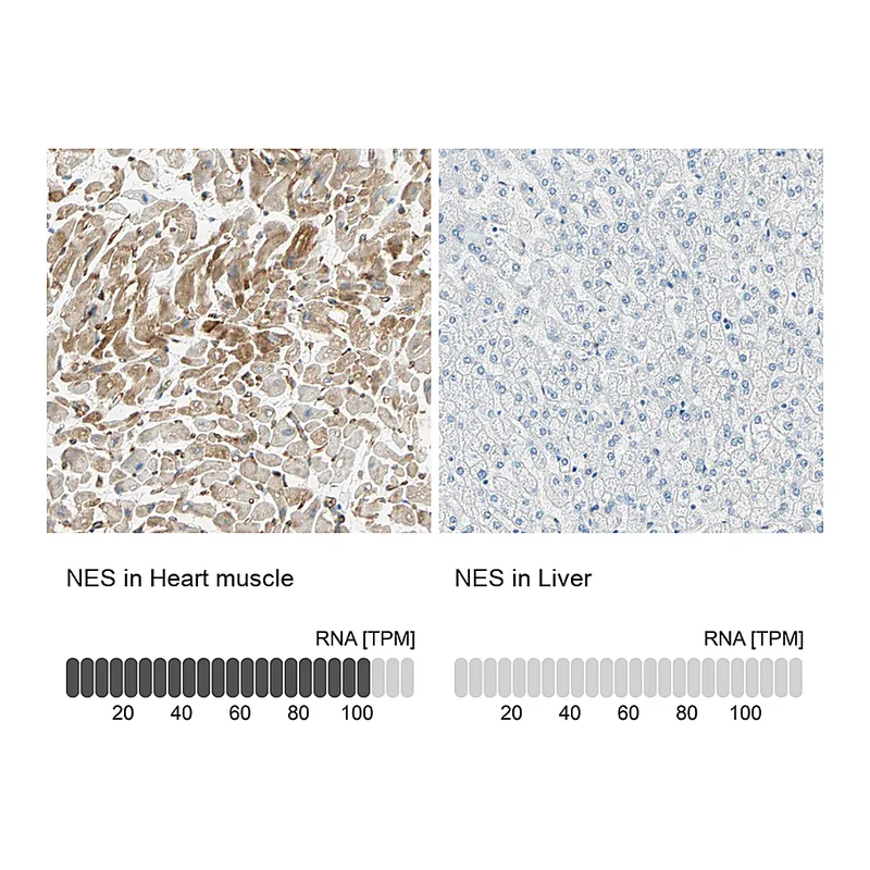 Atlas Antibodies Anti-NES Antibody