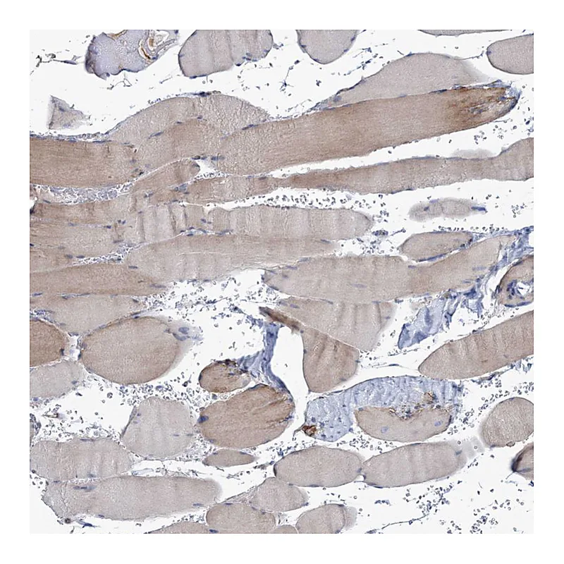 Atlas Antibodies Anti-NEU3 Antibody
