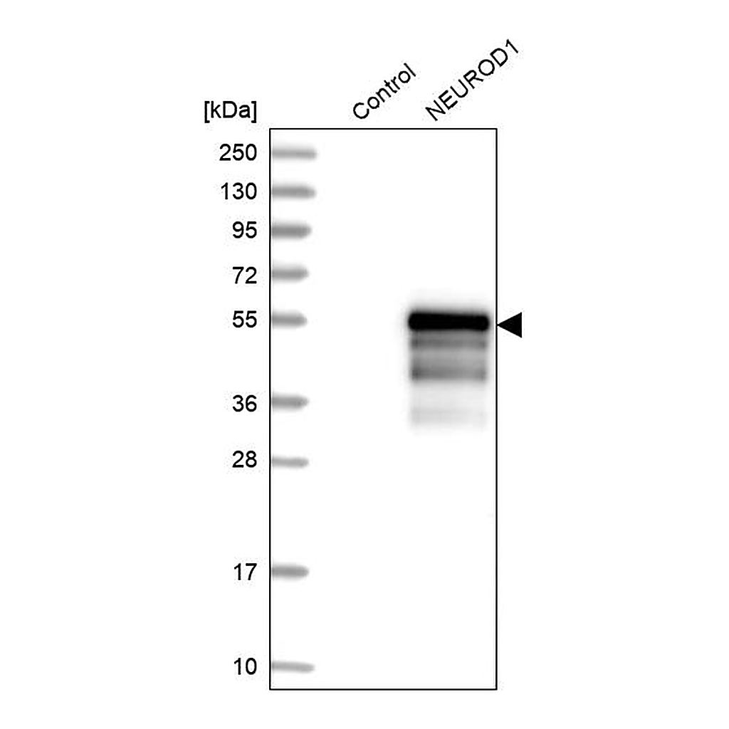 Atlas Antibodies Anti-NEUROD1 Antibody