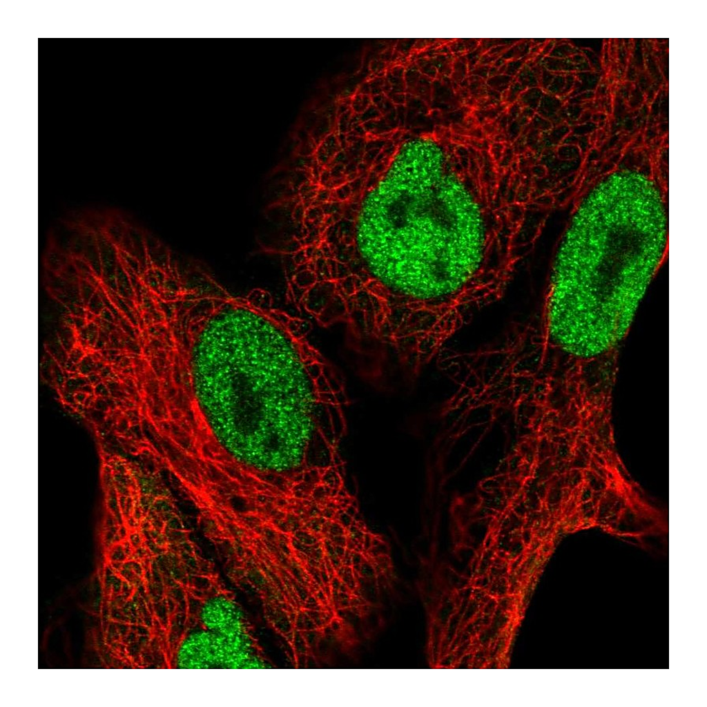 Atlas Antibodies Anti-NFAT5 Antibody
