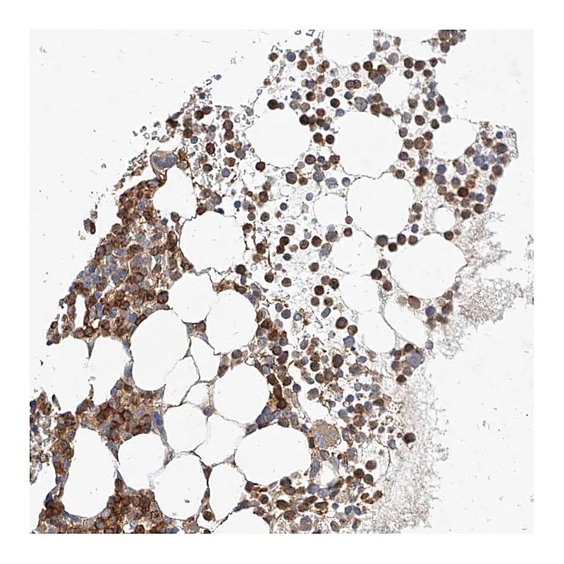 Atlas Antibodies Anti-NFAM1 Antibody