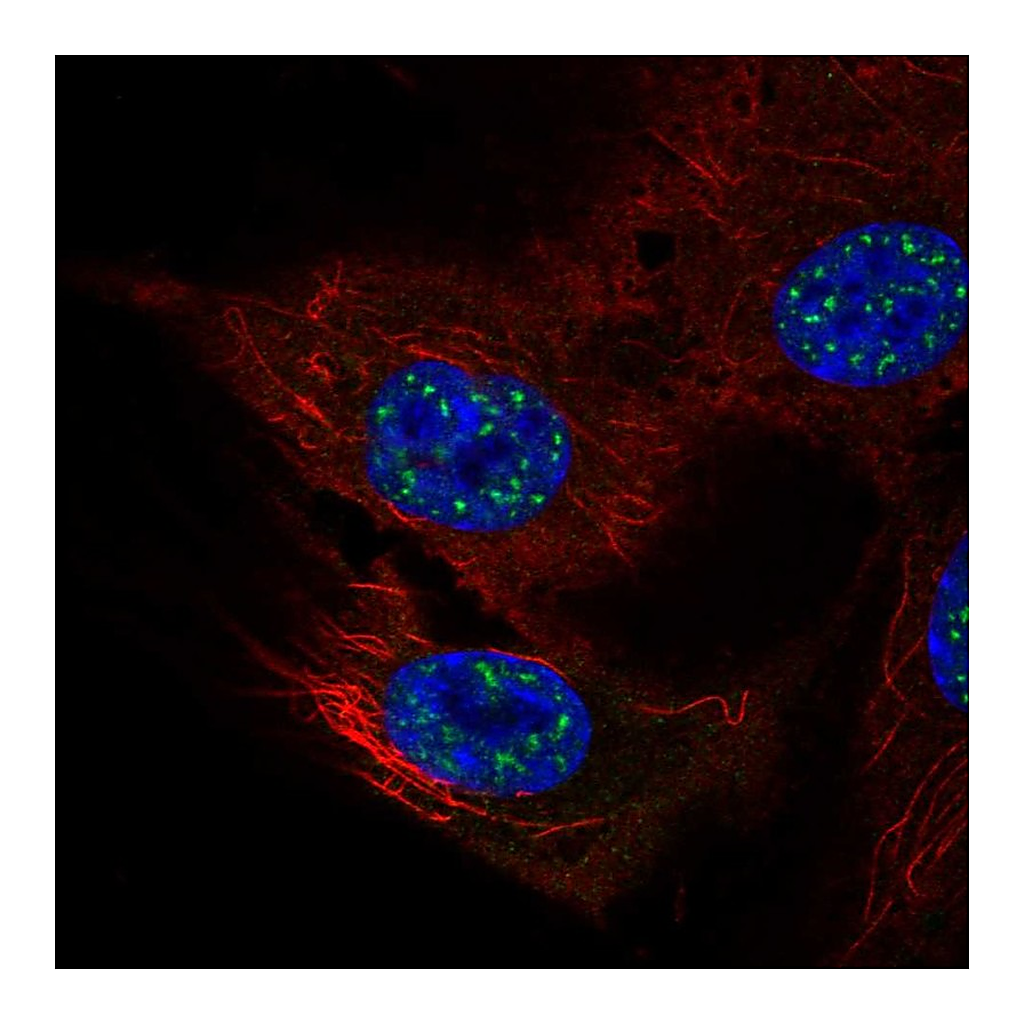 Atlas Antibodies Anti-NFATC4 Antibody