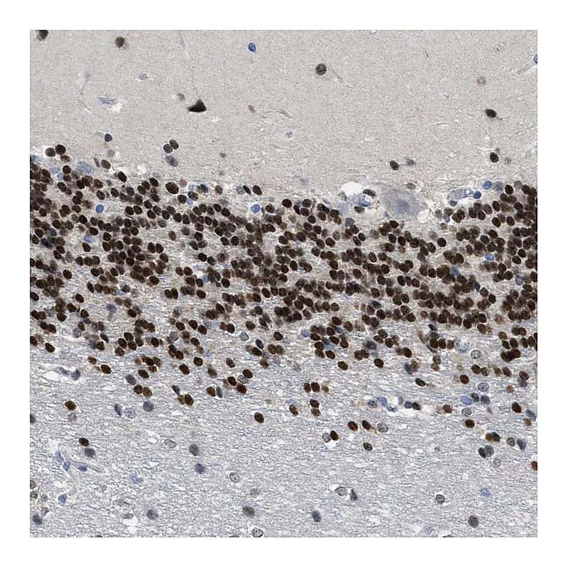 Atlas Antibodies Anti-NFIX Antibody