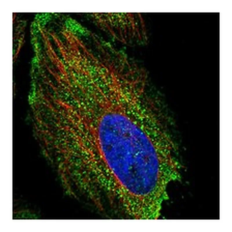 Atlas Antibodies Anti-NFKBID Antibody