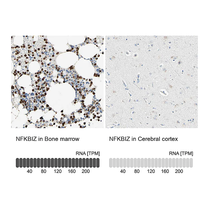 Atlas Antibodies Anti-NFKBIZ Antibody