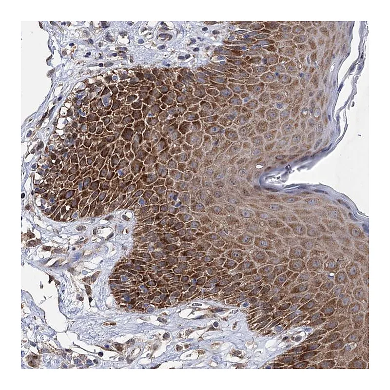 Atlas Antibodies Anti-NFU1 Antibody