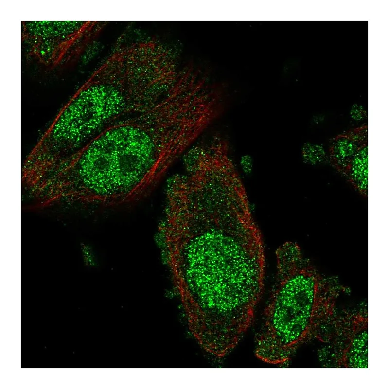 Atlas Antibodies Anti-NFX1 Antibody