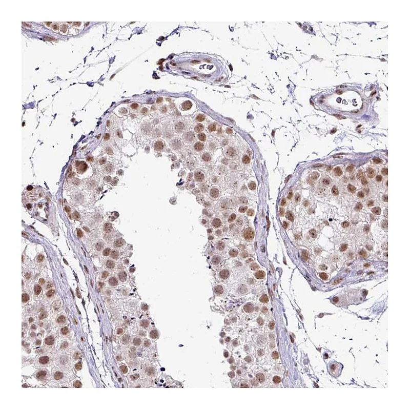 Atlas Antibodies Anti-NFYA Antibody