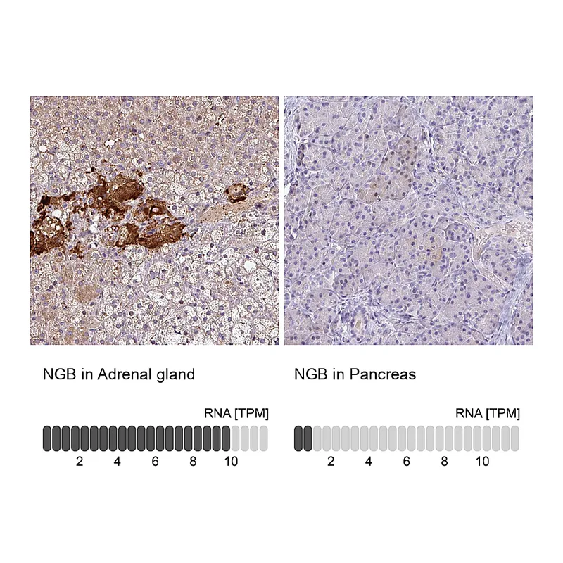 Atlas Antibodies Anti-NGB Antibody