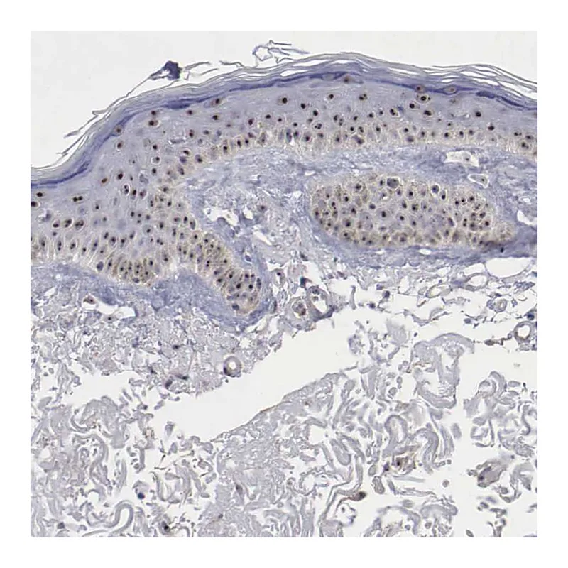Atlas Antibodies Anti-NGDN Antibody