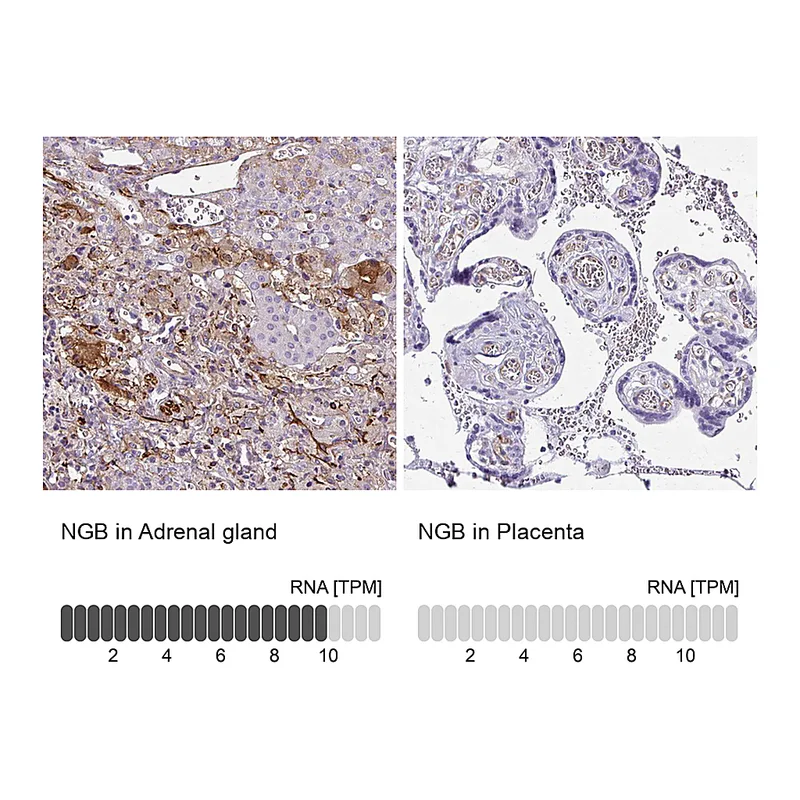 Atlas Antibodies Anti-NGB Antibody