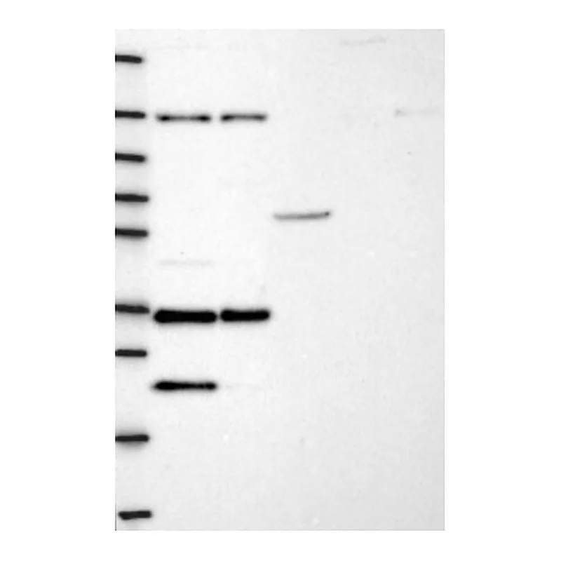 Atlas Antibodies Anti-NGRN Antibody