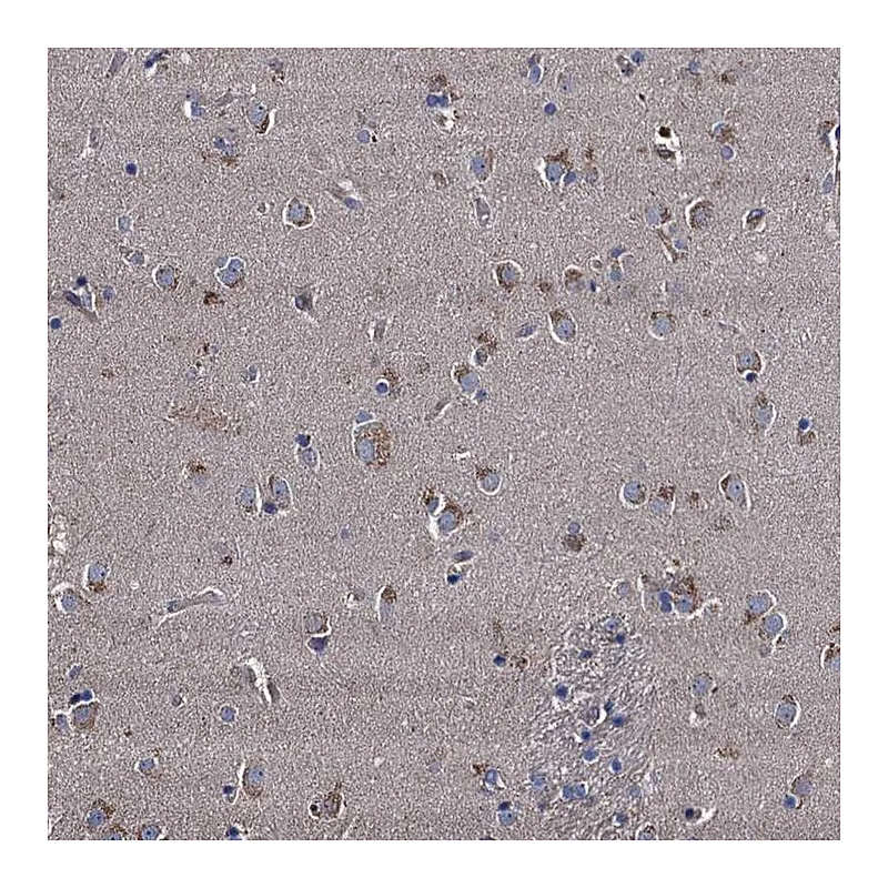 Atlas Antibodies Anti-NGRN Antibody