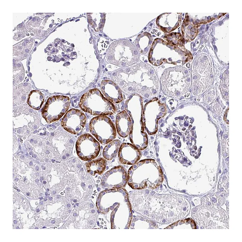 Atlas Antibodies Anti-NHLH2 Antibody