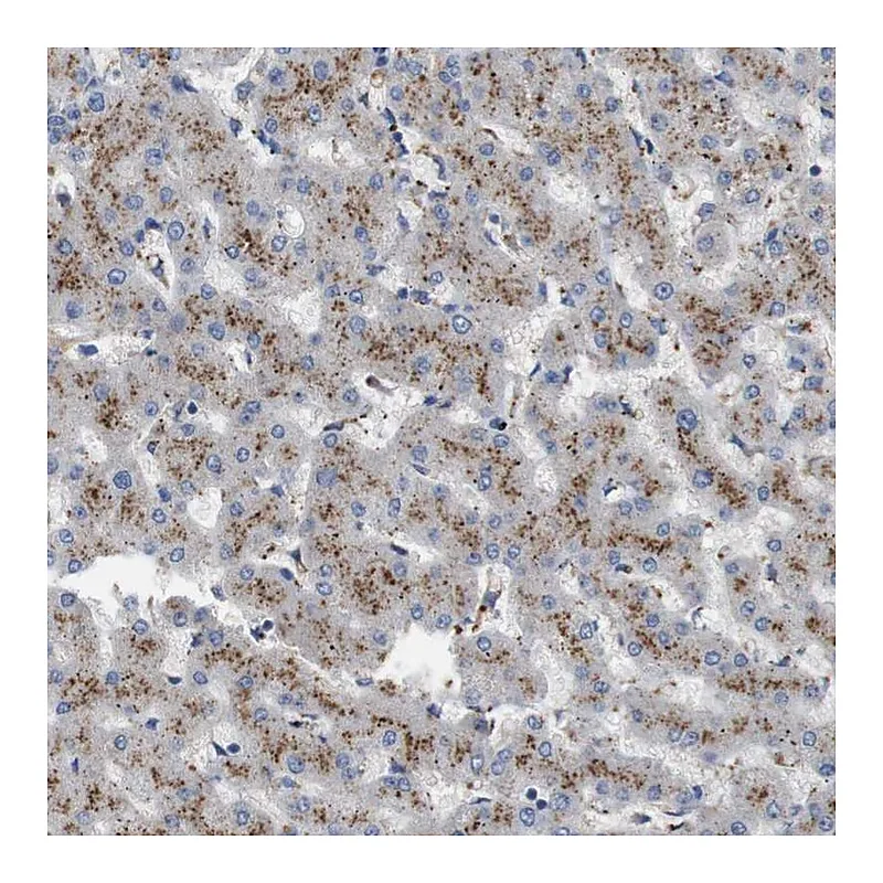 Atlas Antibodies Anti-NHLRC3 Antibody