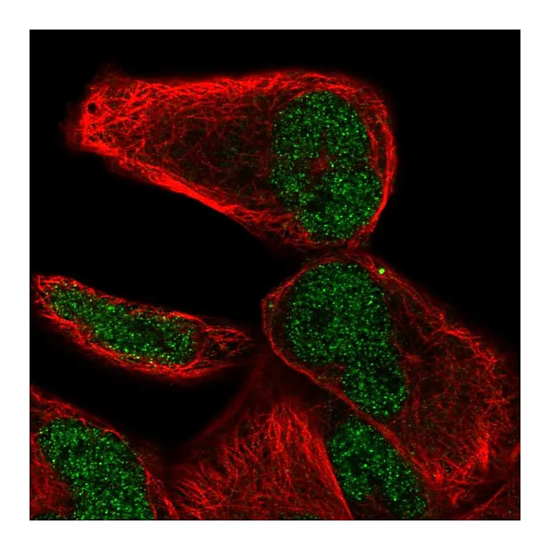 Atlas Antibodies Anti-NHLRC2 Antibody