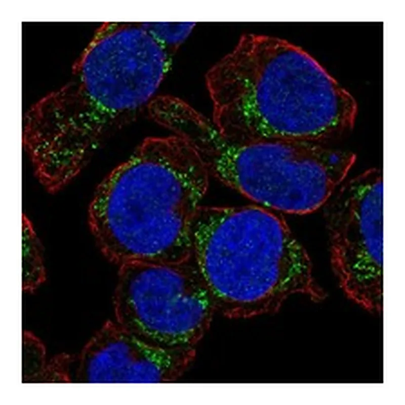 Atlas Antibodies Anti-NHLRC4 Antibody