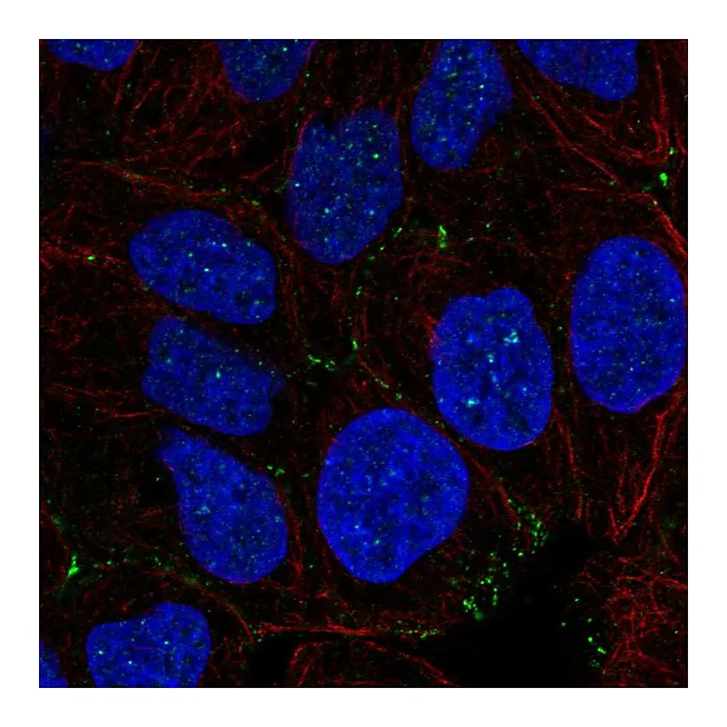 Atlas Antibodies Anti-NHS Antibody
