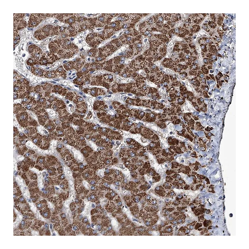 Atlas Antibodies Anti-NHS Antibody