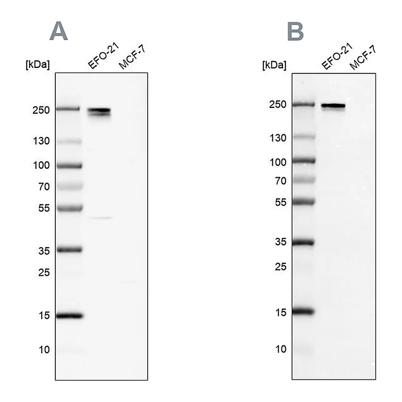 Atlas Antibodies Anti-NID2 Antibody