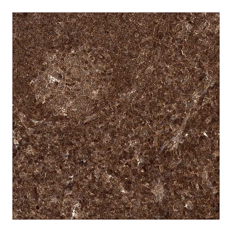 Atlas Antibodies Anti-NIF3L1 Antibody