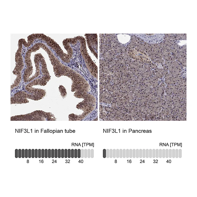Atlas Antibodies Anti-NIF3L1 Antibody