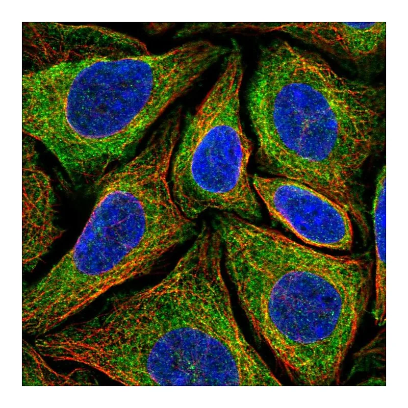 Atlas Antibodies Anti-NINJ2 Antibody