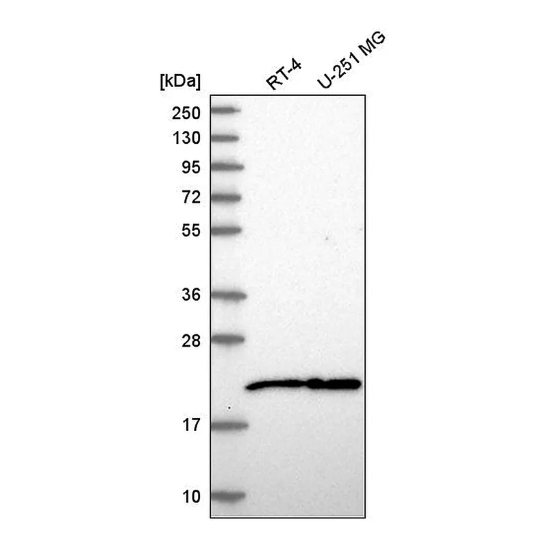 Atlas Antibodies Anti-NIP7 Antibody