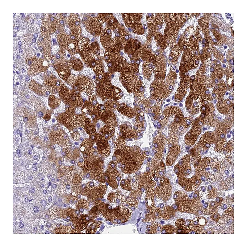 Atlas Antibodies Anti-NINJ1 Antibody