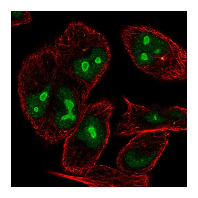 Atlas Antibodies Anti-NIN Antibody