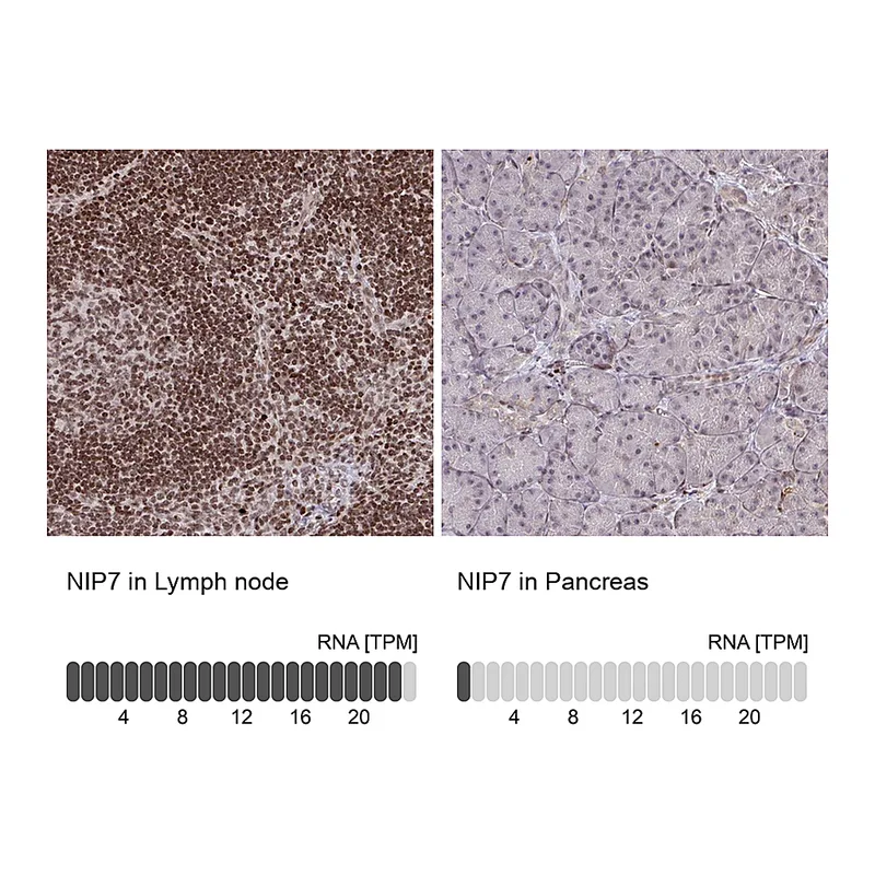 Atlas Antibodies Anti-NIP7 Antibody
