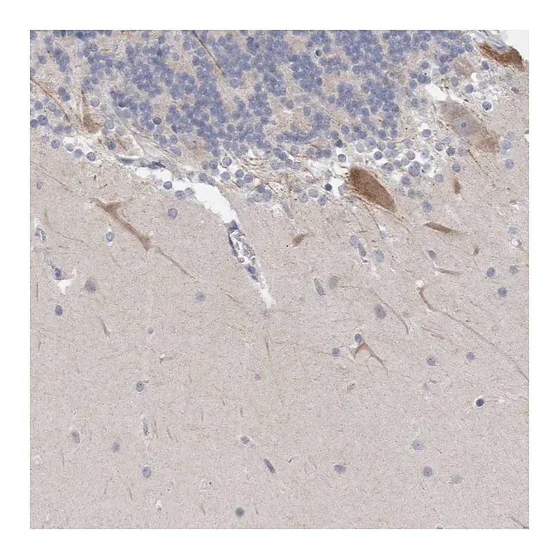 Atlas Antibodies Anti-NIPA1 Antibody