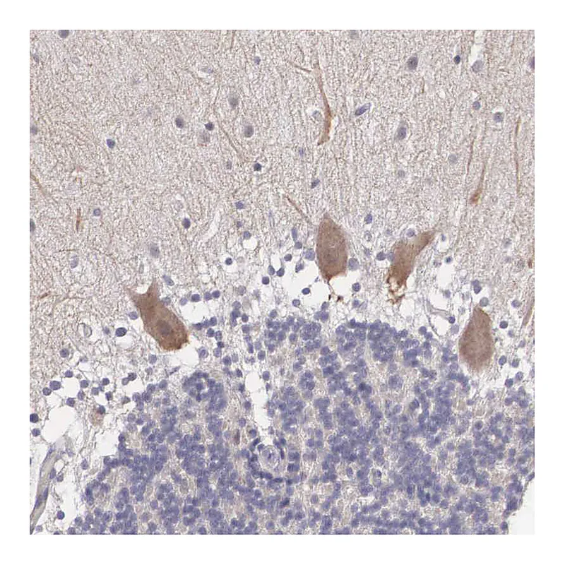 Atlas Antibodies Anti-NINL Antibody