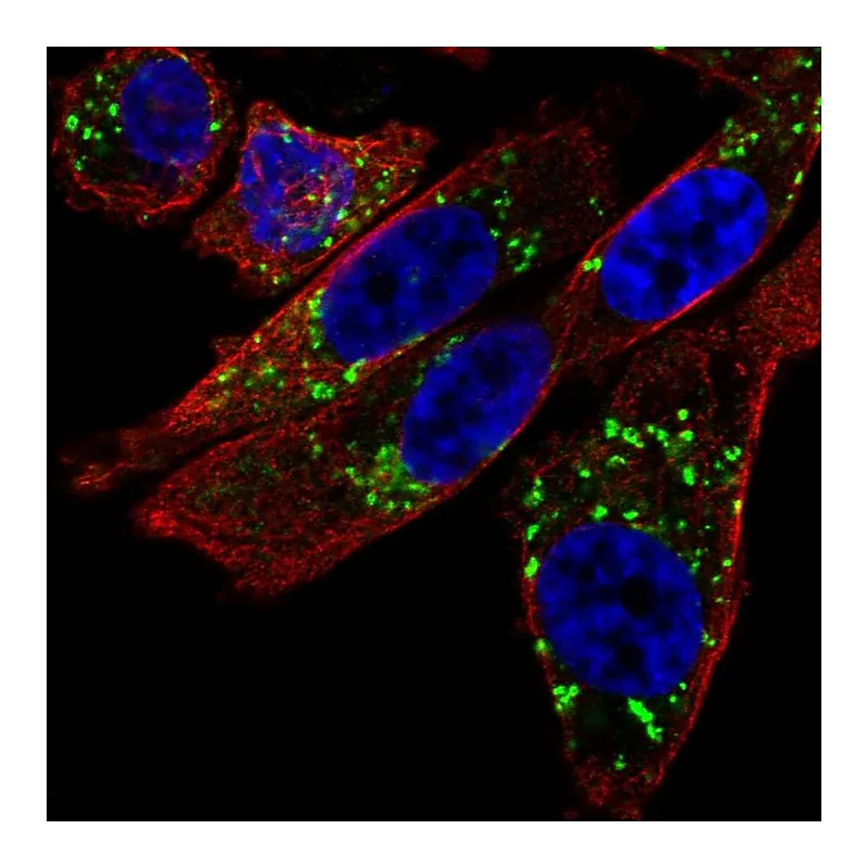 Atlas Antibodies Anti-NIPA2 Antibody