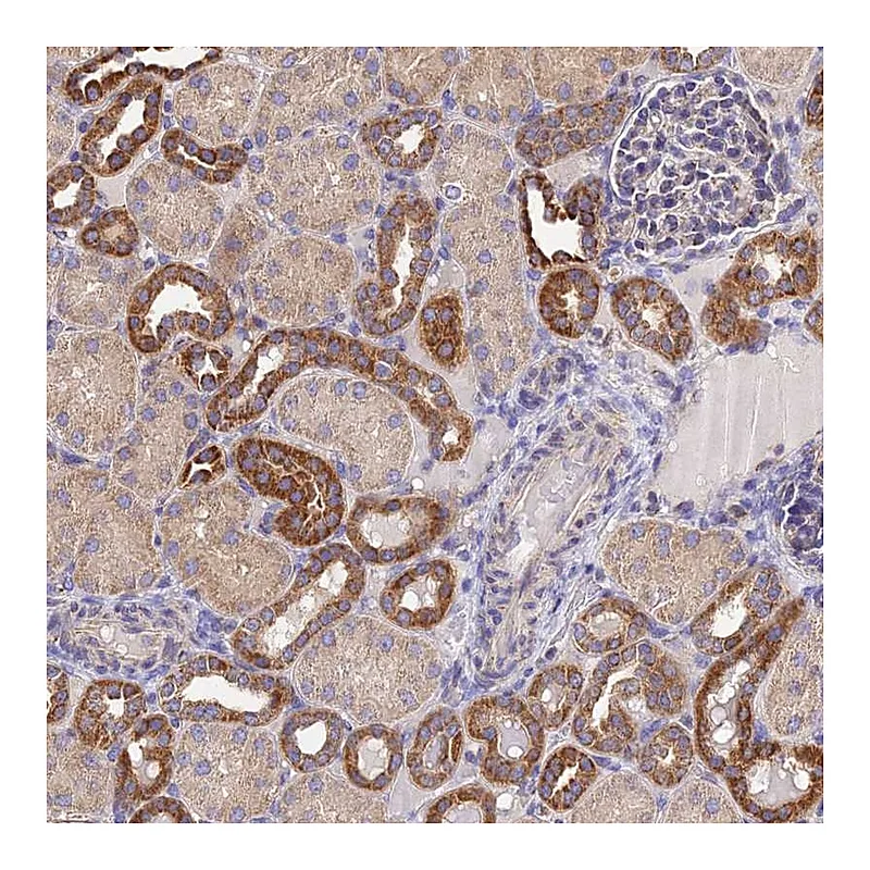 Atlas Antibodies Anti-NIPSNAP3A Antibody