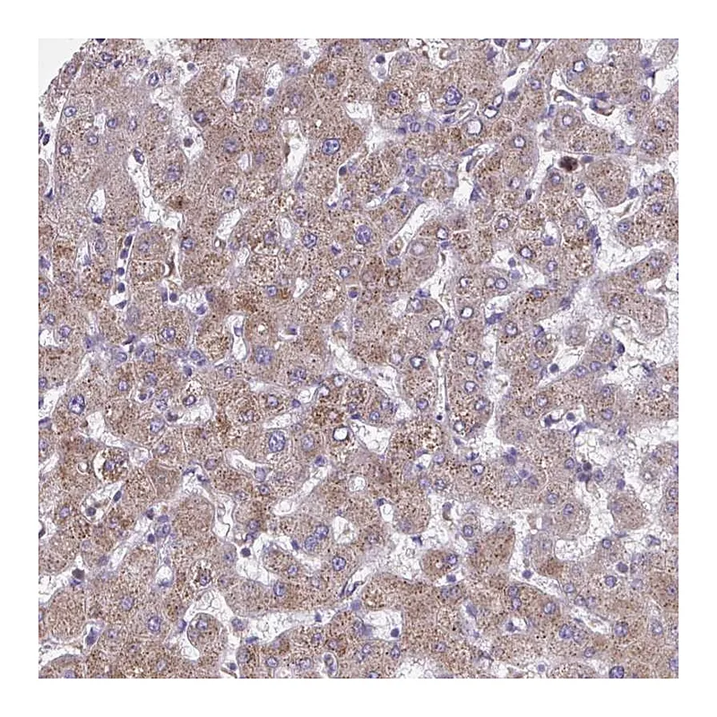 Atlas Antibodies Anti-NIPSNAP1 Antibody