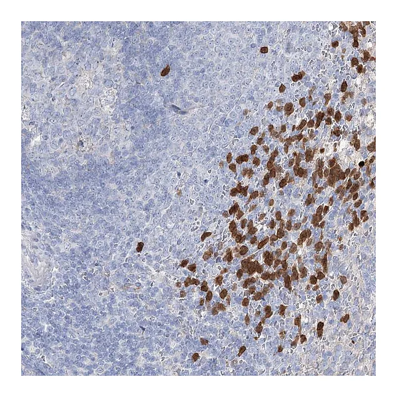 Atlas Antibodies Anti-NIPAL4 Antibody