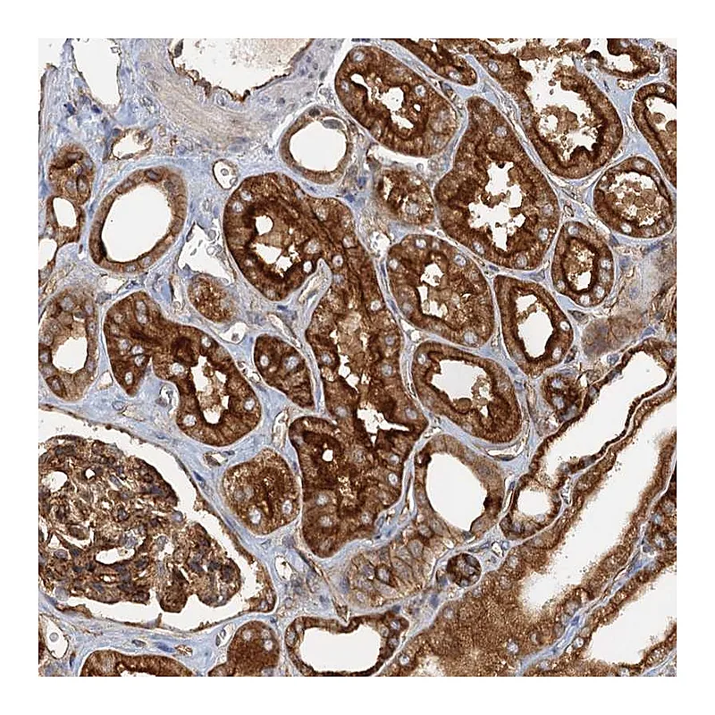 Atlas Antibodies Anti-NIPAL3 Antibody