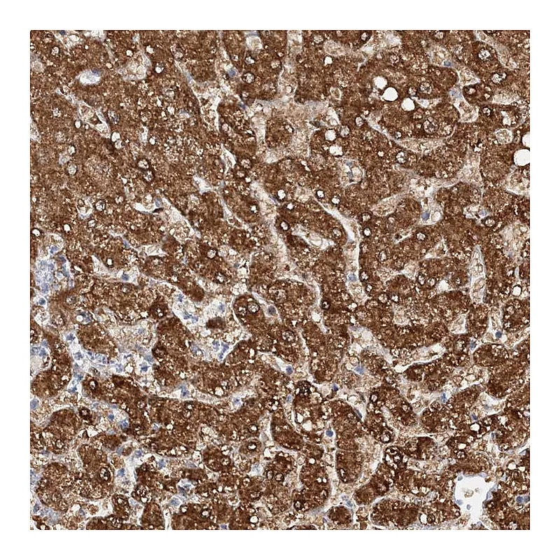 Atlas Antibodies Anti-NIT2 Antibody