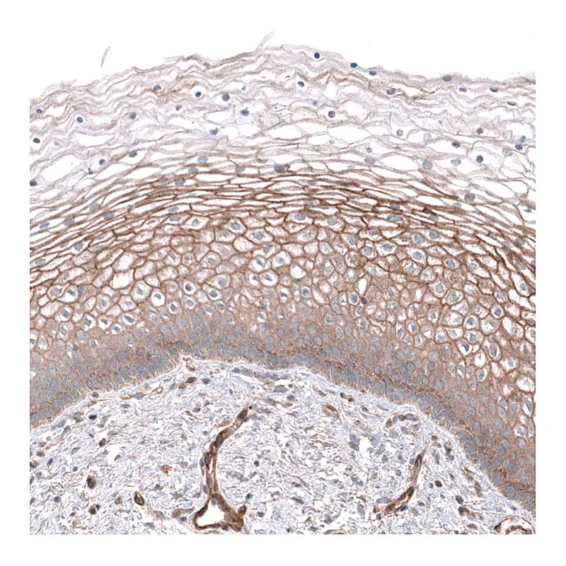 Atlas Antibodies Anti-NKAIN4 Antibody