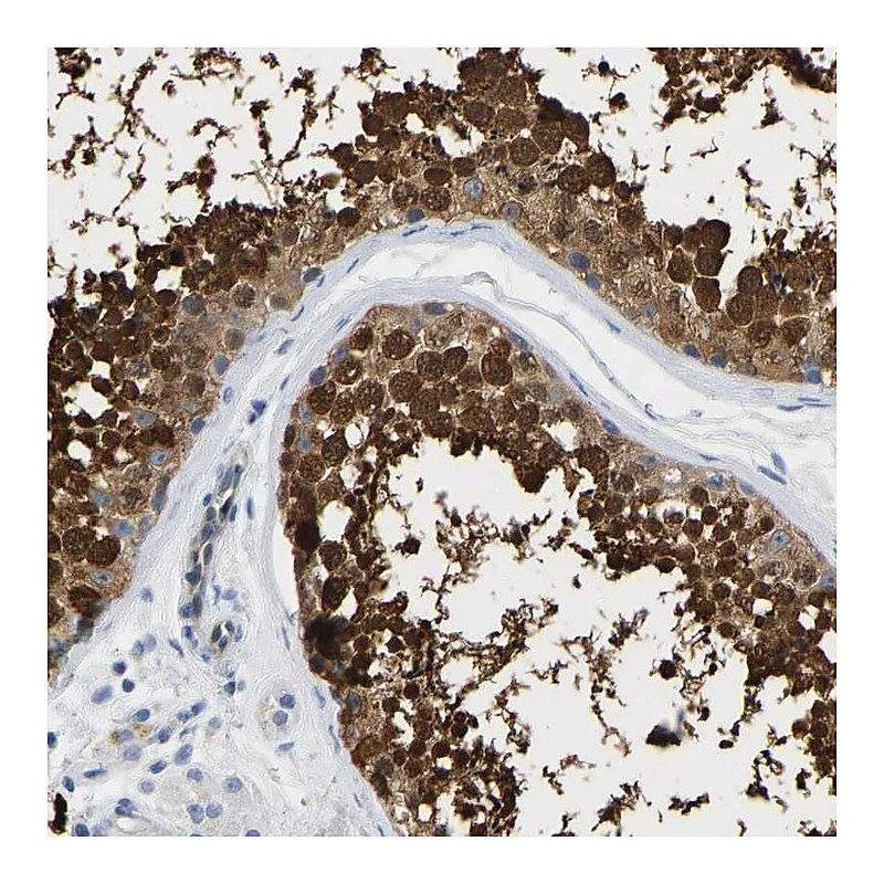 Atlas Antibodies Anti-NKAIN3 Antibody