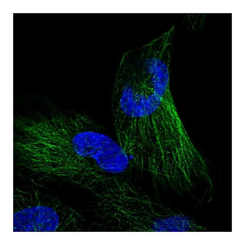 Atlas Antibodies Anti-NKIRAS1 Antibody