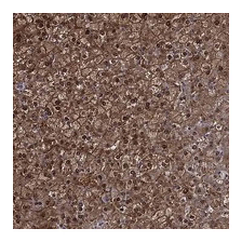 Atlas Antibodies Anti-NIT2 Antibody