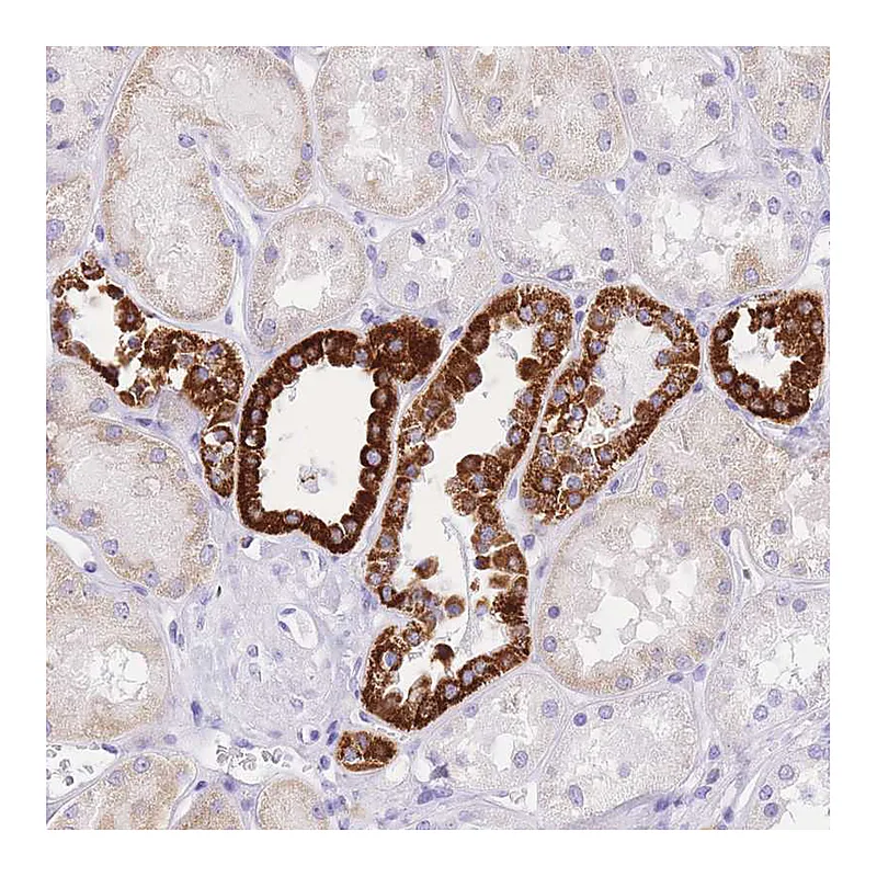 Atlas Antibodies Anti-NKD2 Antibody