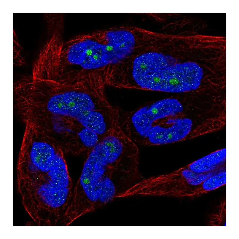 Atlas Antibodies Anti-NKIRAS2 Antibody
