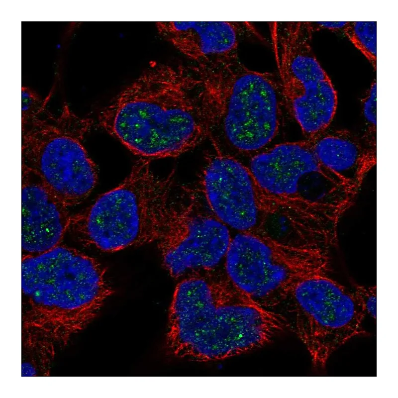 Atlas Antibodies Anti-NKX2-4 Antibody
